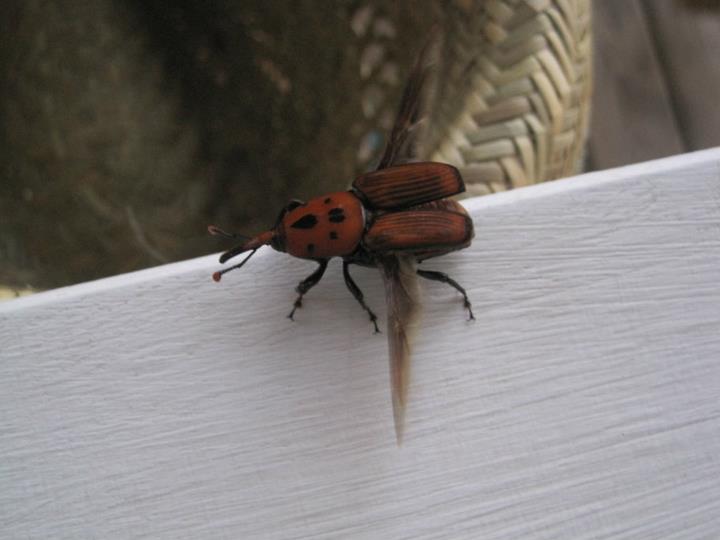 Rhynchophorus ferrugineus